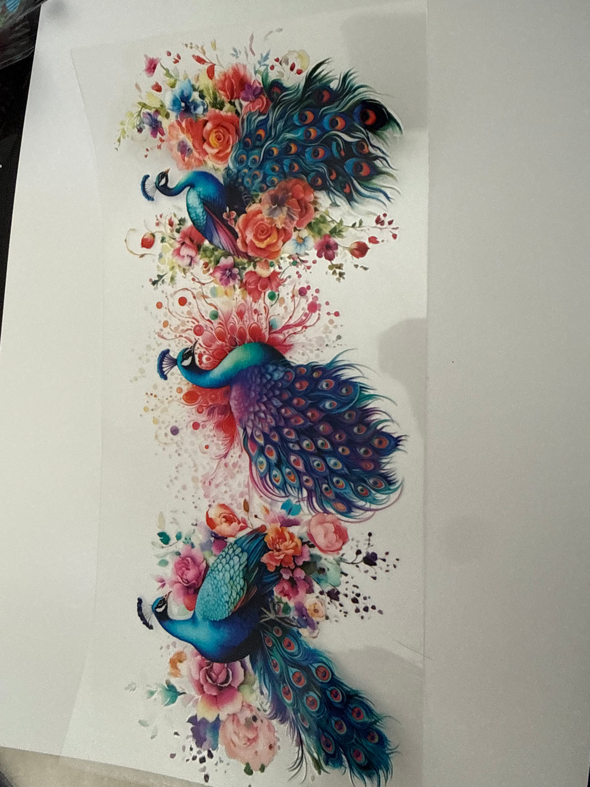 Peacocks 🦚