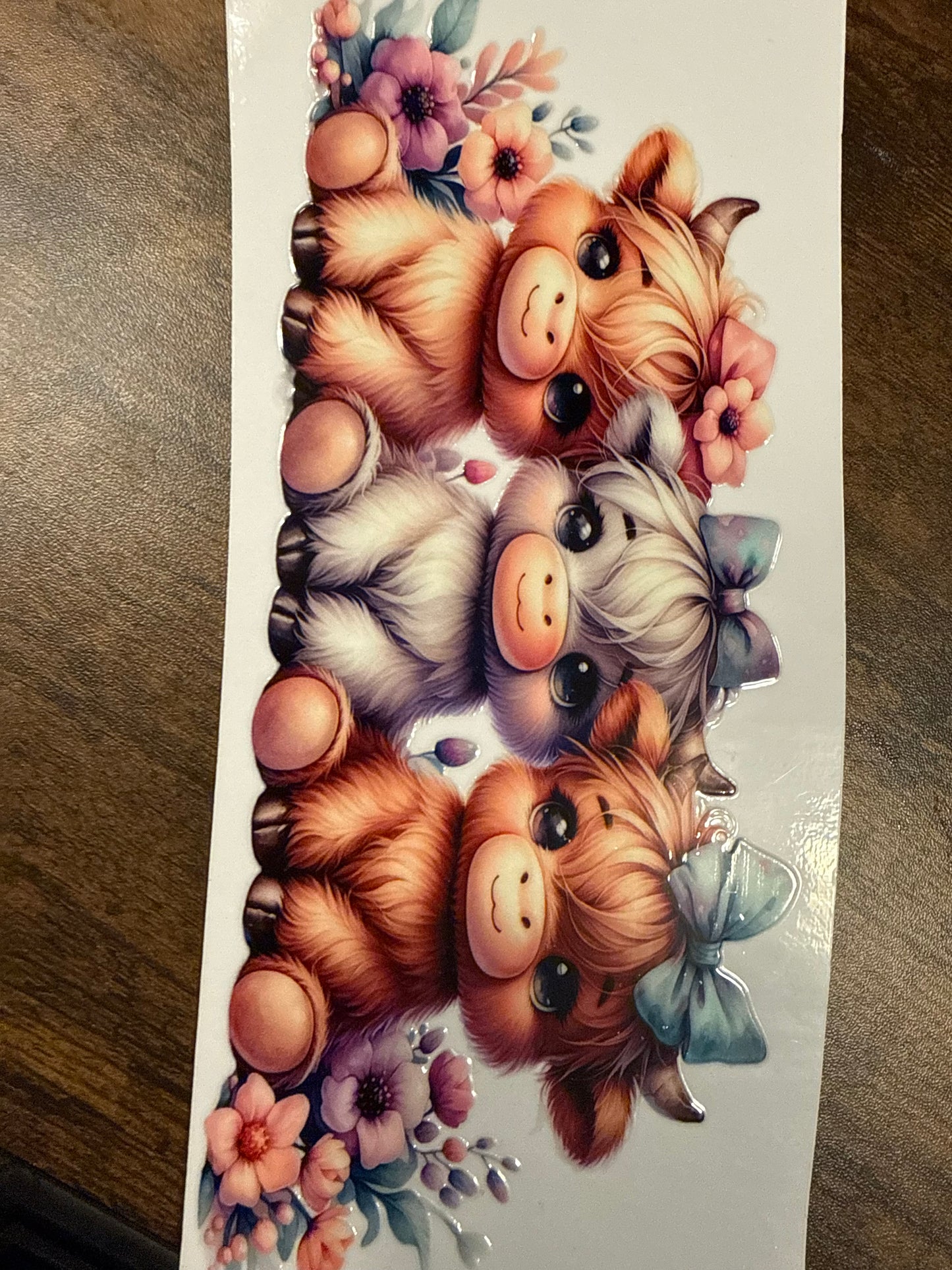 Wide-eyed Highland Cows